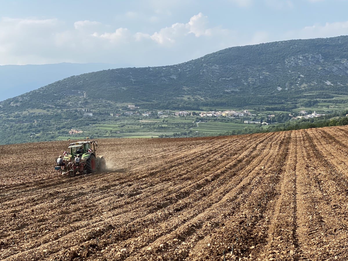 lavorazione-in-campo-viticolo